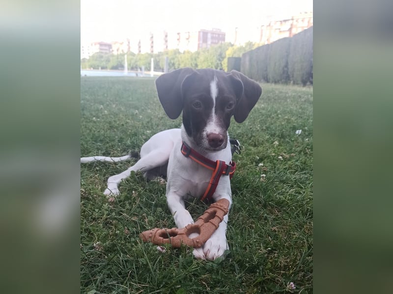 Duna - fröhliches Hundekind mit ganz viel Liebe im Gepäck