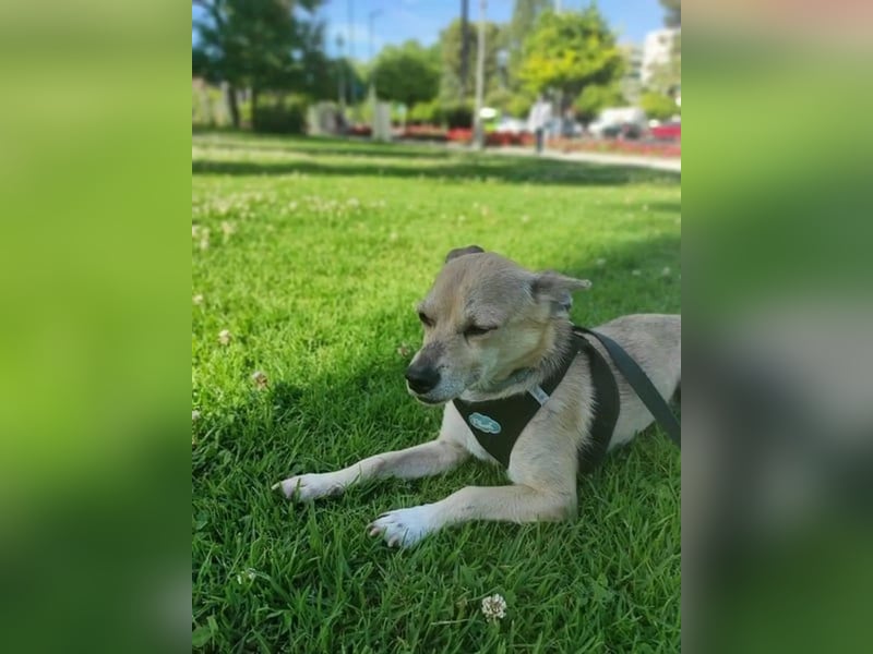 Rick, mag Katzen und Hundekumpels