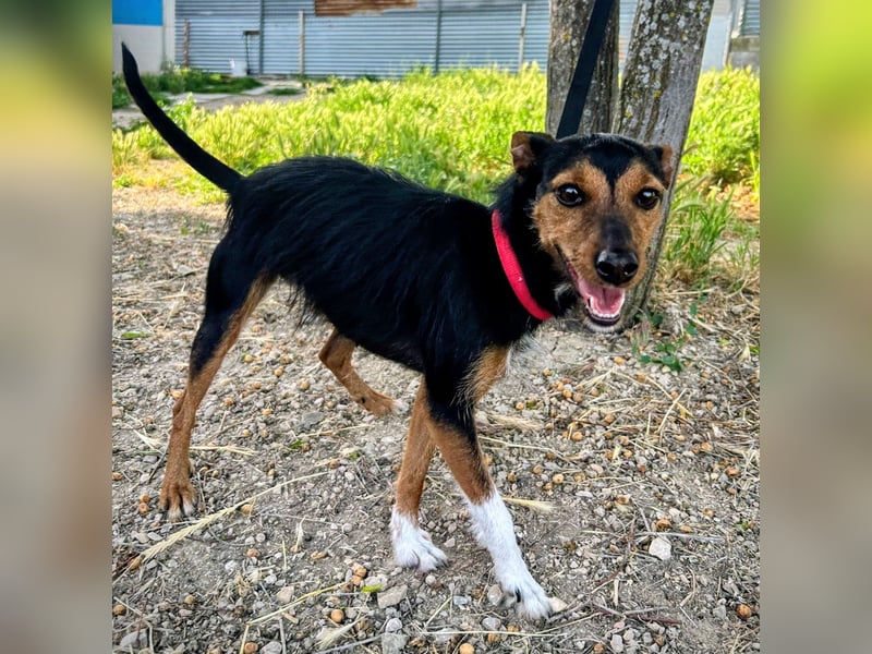 Heidi - dreifarbige Herzenshündin mit besonderem Charme sucht ihre Chance