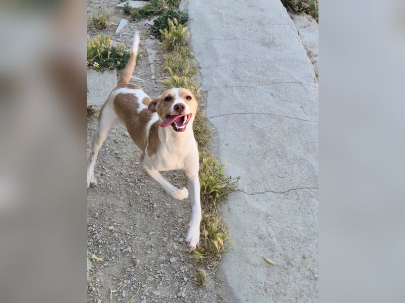 Lola - kleine Lachmaus  sucht ihr großes Glück
