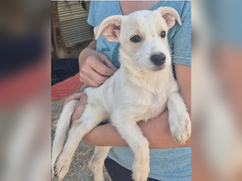 Copito sucht seine Für Immer Familie!