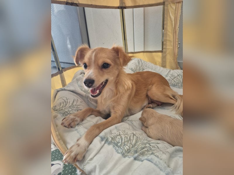 Wanda,Kleine Herzensbrecherin mit großem Mama-Herz sucht ihr Glück!
