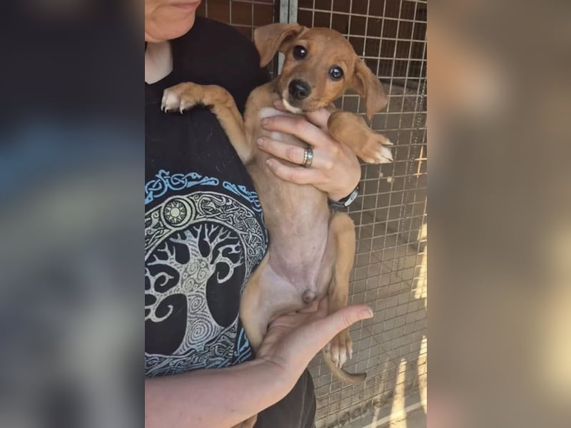 Akamaru, gerne auch Pflegestelle gesucht