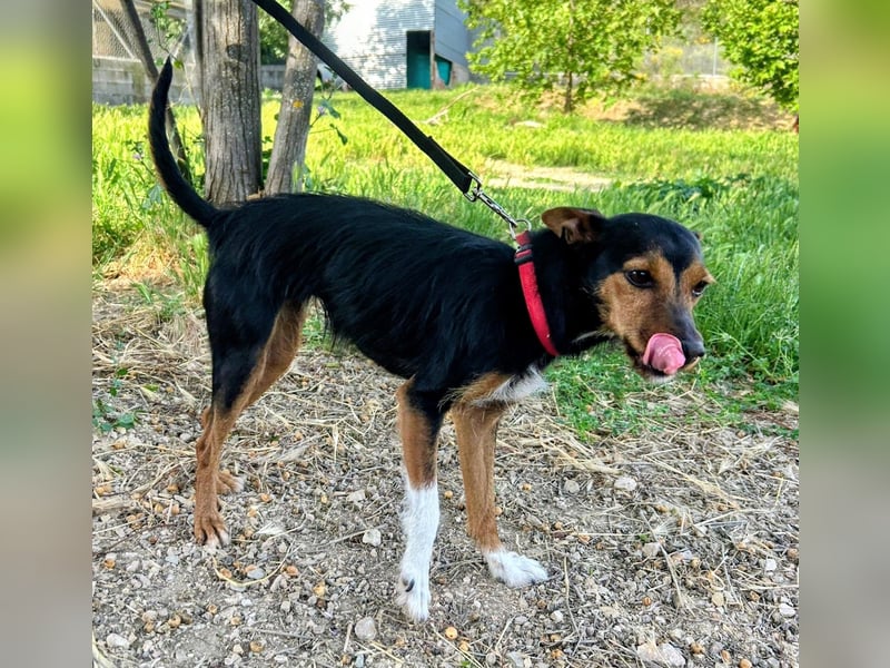 Heidi - dreifarbige Herzenshündin mit besonderem Charme sucht ihre Chance