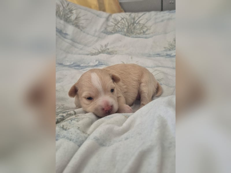 Wanda,Kleine Herzensbrecherin mit großem Mama-Herz sucht ihr Glück!