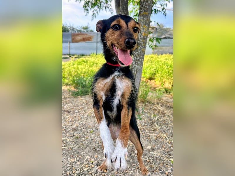 Heidi - dreifarbige Herzenshündin mit besonderem Charme sucht ihre Chance