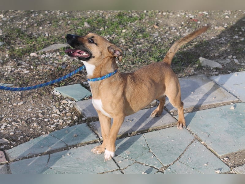 Lena, eine freundliche kleine Hündin