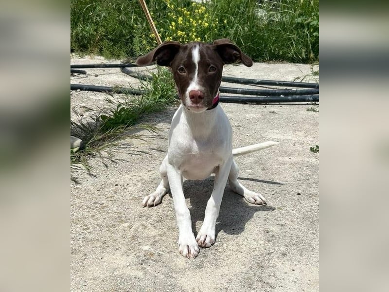 Duna - fröhliches Hundekind mit ganz viel Liebe im Gepäck