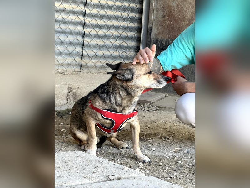 Leon, wartet seit 6 Jahren auf ein Zuhause Leon, wartet seit 6 Jahren auf ein Zuhause