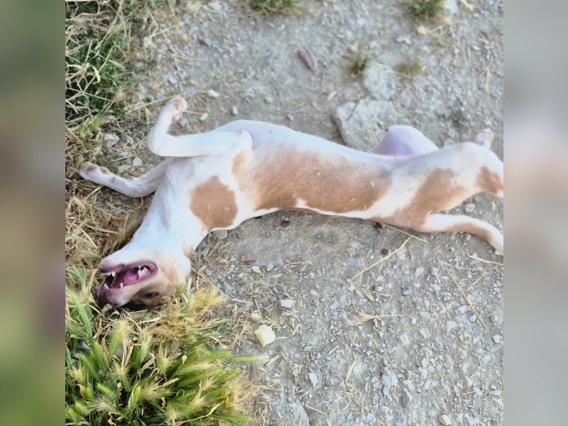 Lola - kleine Lachmaus  sucht ihr großes Glück