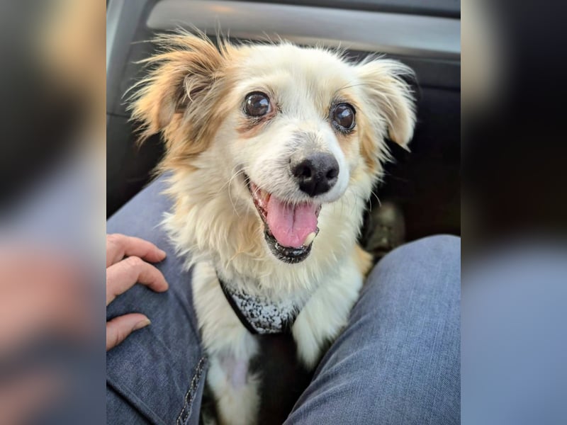 Lana ,kleine Herzenshündin mit fluffigen Öhrchen sucht dringend ihr Zuhause