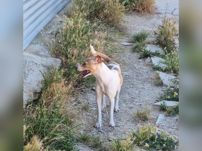 Lola - kleine Lachmaus  sucht ihr großes Glück