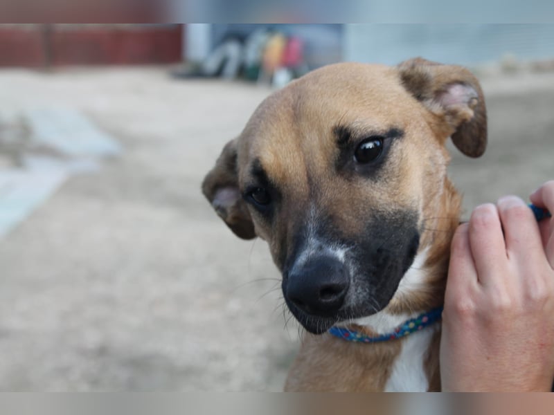 Lena, eine freundliche kleine Hündin