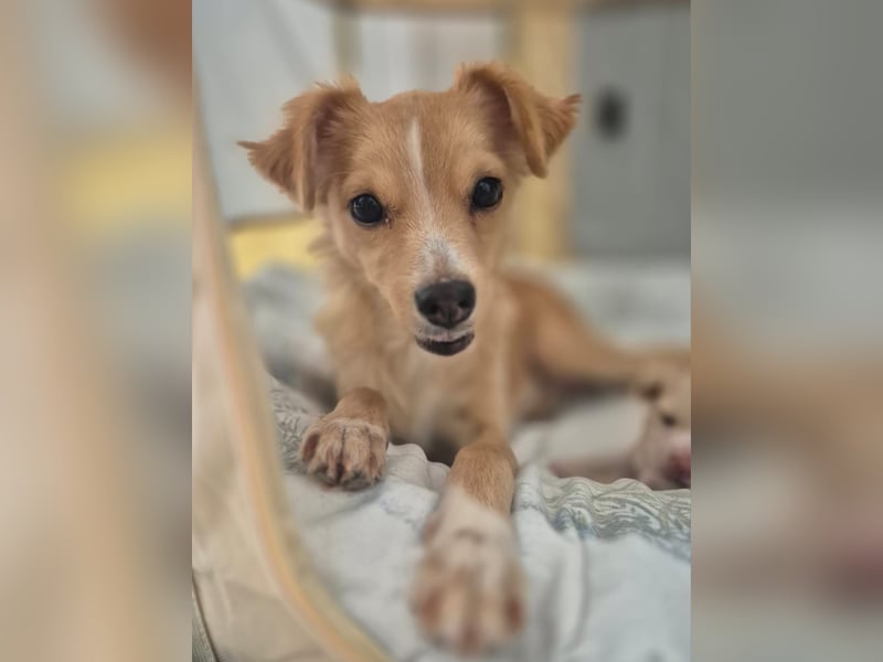 Wanda,Kleine Herzensbrecherin mit großem Mama-Herz sucht ihr Glück!