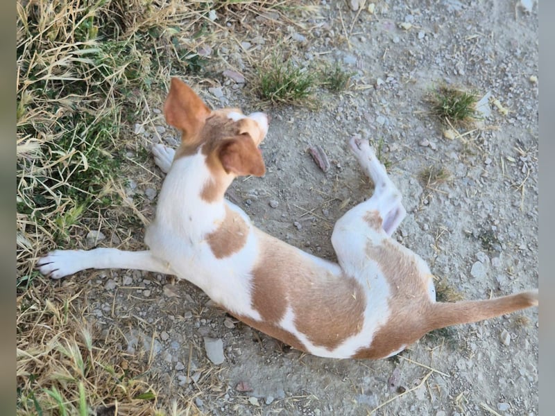 Lola - kleine Lachmaus  sucht ihr großes Glück