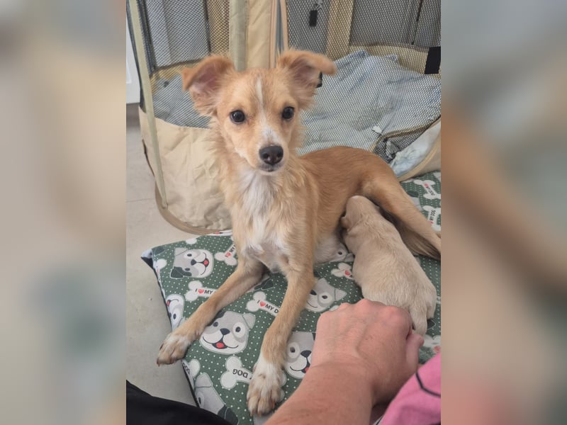 Wanda,Kleine Herzensbrecherin mit großem Mama-Herz sucht ihr Glück!