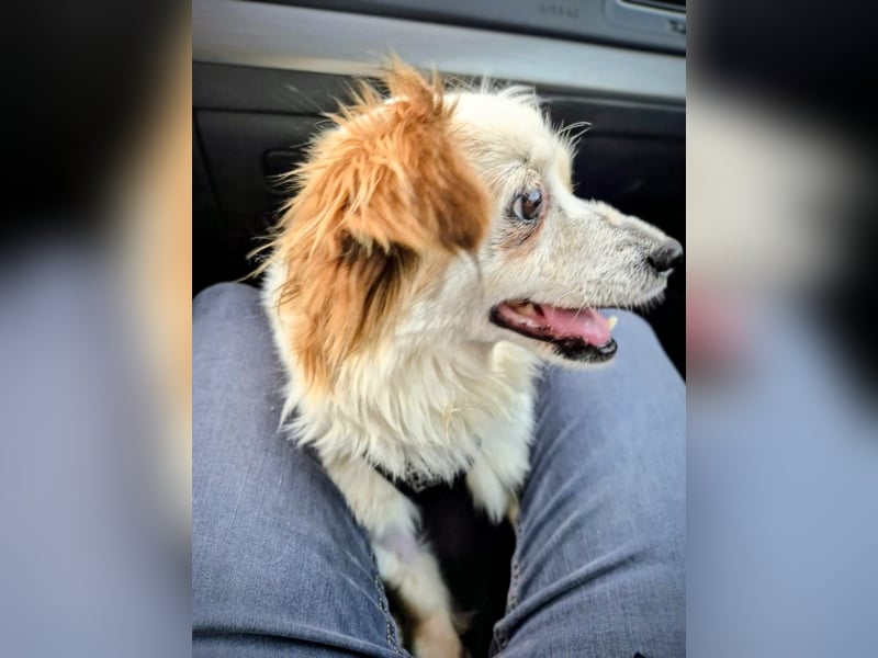 Lana ,kleine Herzenshündin mit fluffigen Öhrchen sucht dringend ihr Zuhause