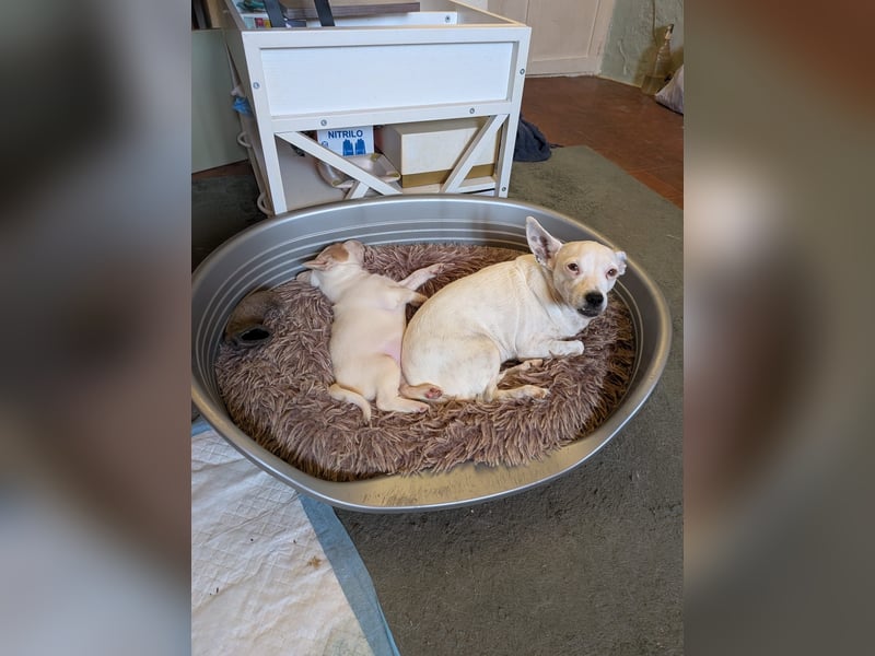 Peanut , kleines Flaschenkind sucht großes Glück
