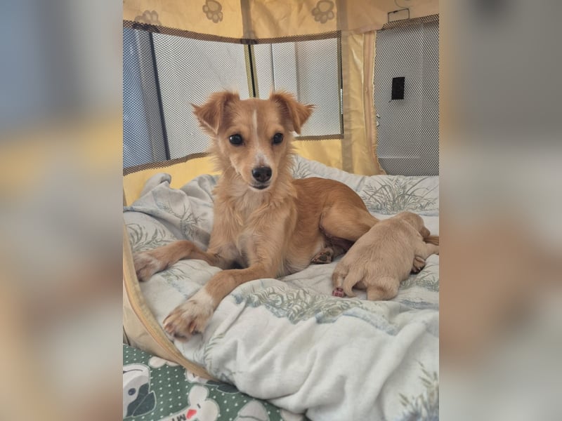Wanda,Kleine Herzensbrecherin mit großem Mama-Herz sucht ihr Glück!