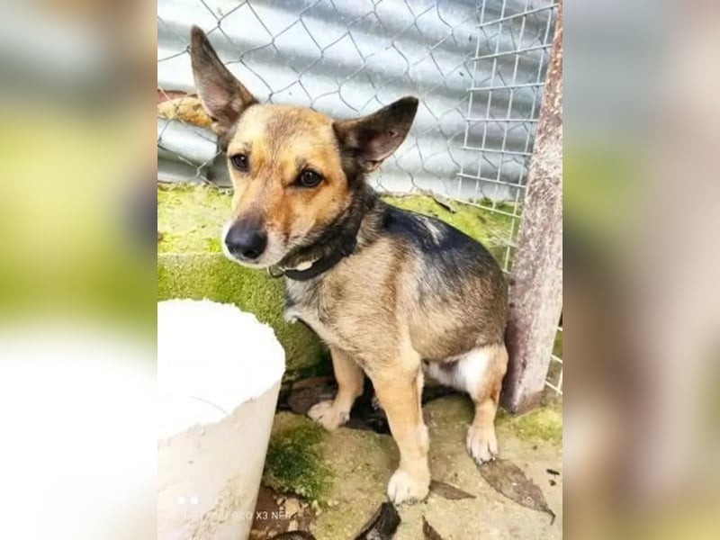 Leon, wartet seit 6 Jahren auf ein Zuhause Leon, wartet seit 6 Jahren auf ein Zuhause