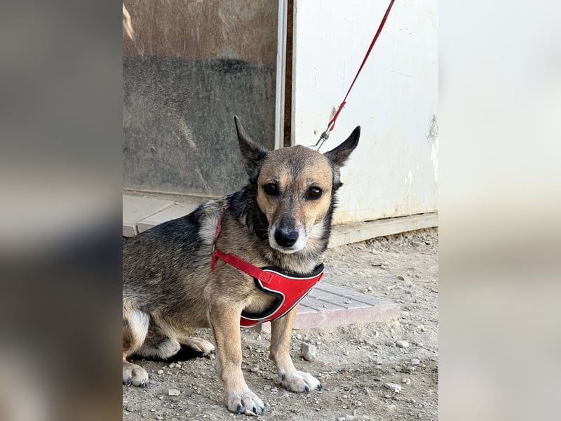 Leon, wartet seit 6 Jahren auf ein Zuhause Leon, wartet seit 6 Jahren auf ein Zuhause