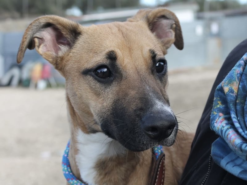 Lena, eine freundliche kleine Hündin