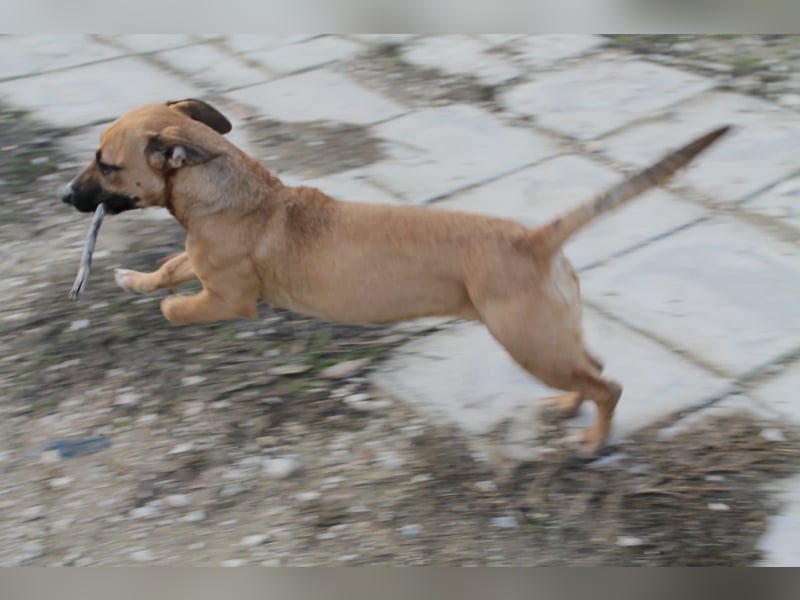 Lena, eine freundliche kleine Hündin