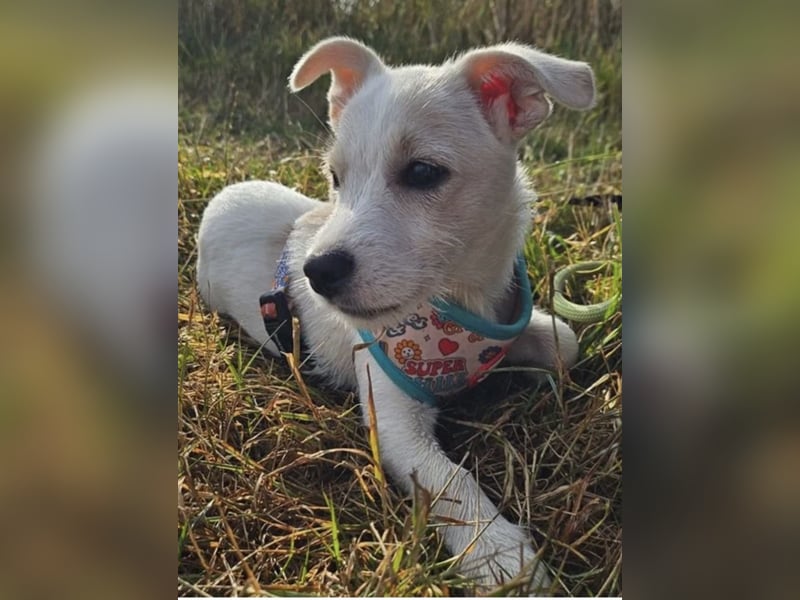 Copito sucht seine Für Immer Familie!