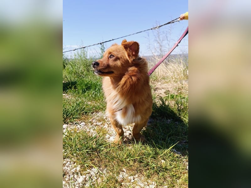 Samu möchte Ankommen