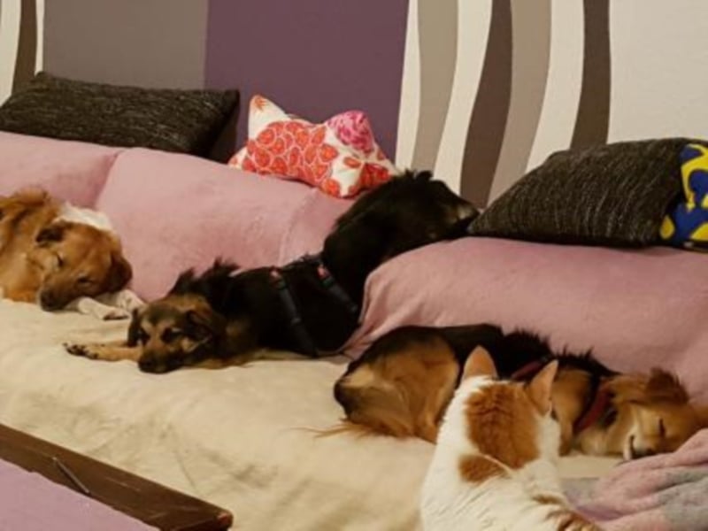 Ashilin sucht eine Familie