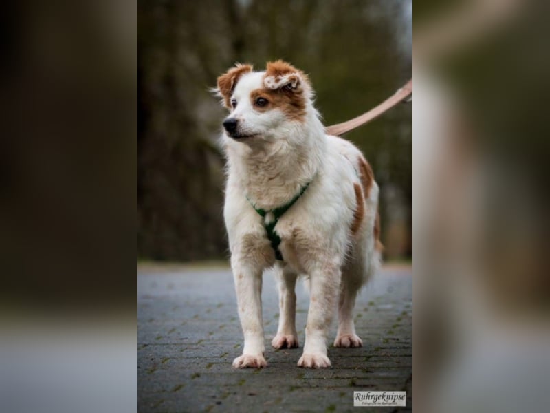 Lucky sucht ein neues Zuhause