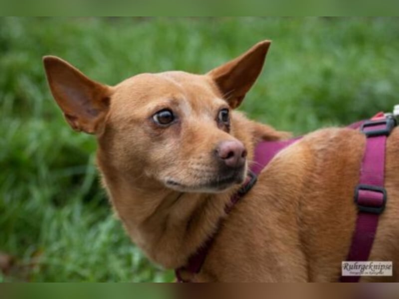 Perrita ist auf der Suche nach einer Familie! 