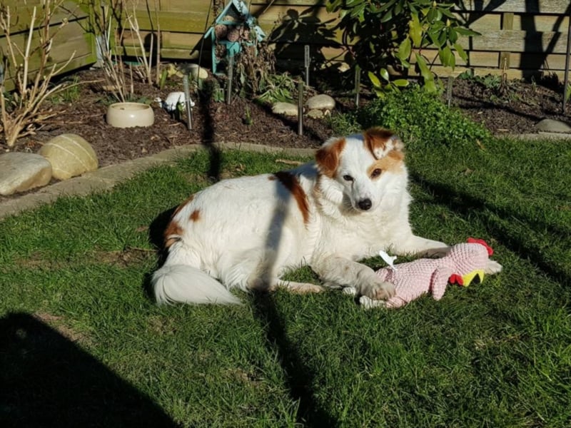 Lucky sucht ein neues Zuhause