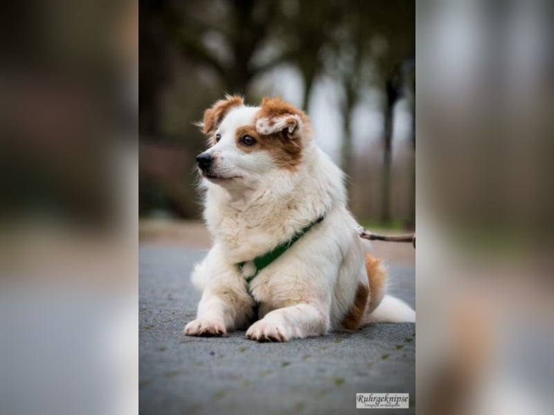 Lucky sucht ein neues Zuhause