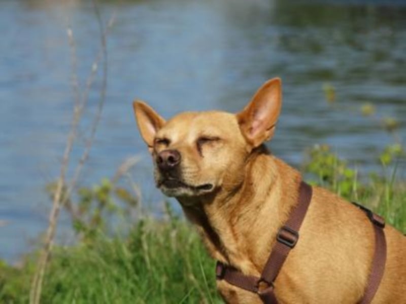 Perrita ist auf der Suche nach einer Familie! 