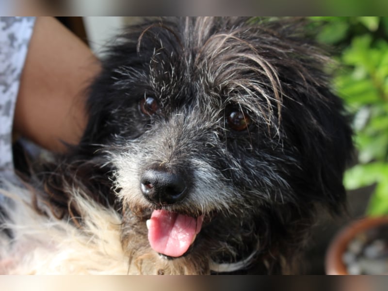 Hundeopi Walter sucht ein Zuhause