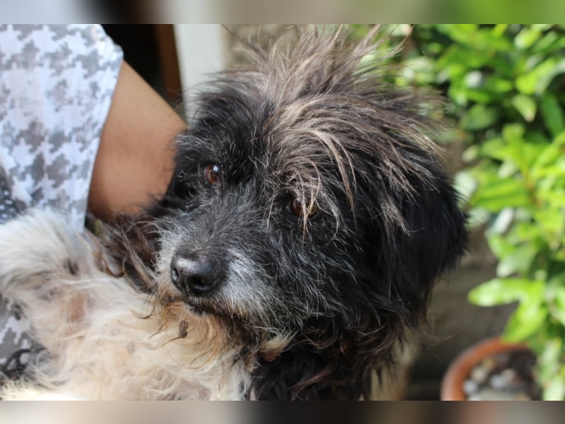 Hundeopi Walter sucht ein Zuhause