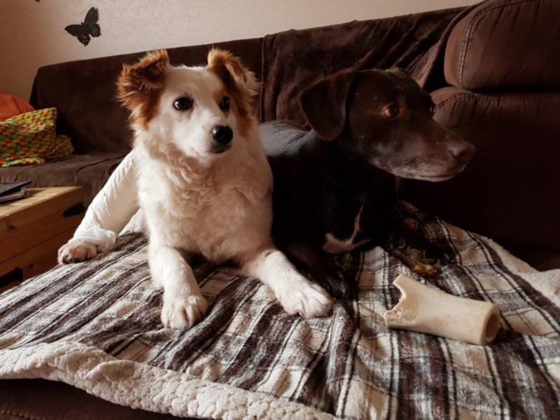 Lucky sucht ein neues Zuhause