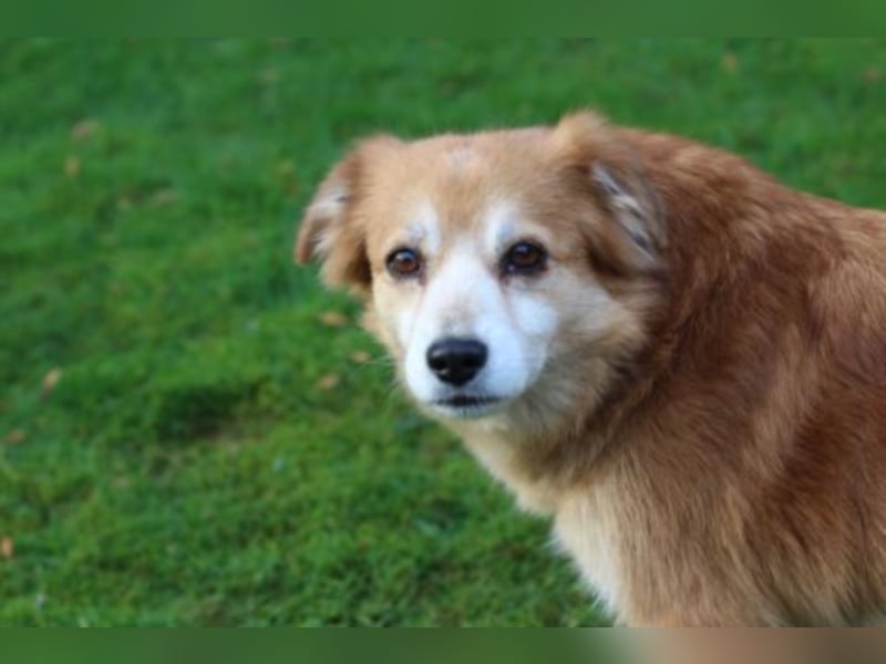 Helga sucht ein Zuhause 