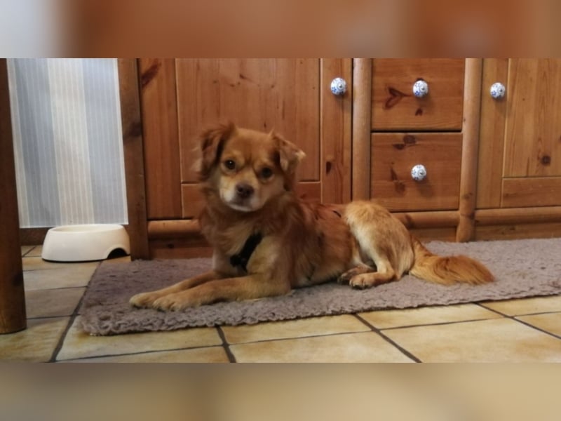 Hardy sucht ein neues Zuhause