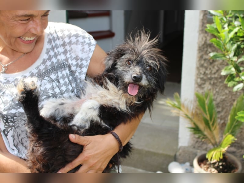 Hundeopi Walter sucht ein Zuhause