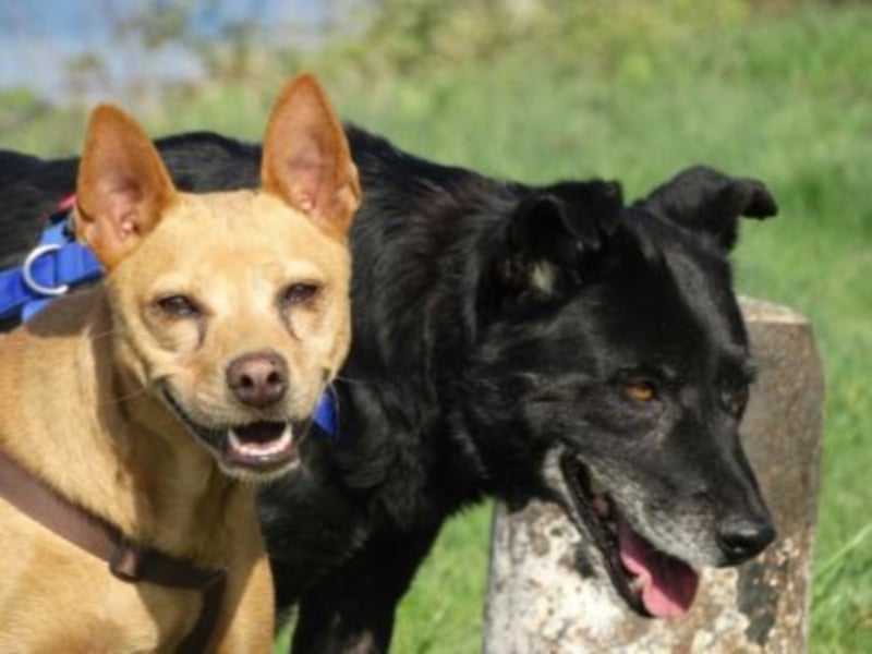 Perrita ist auf der Suche nach einer Familie! 