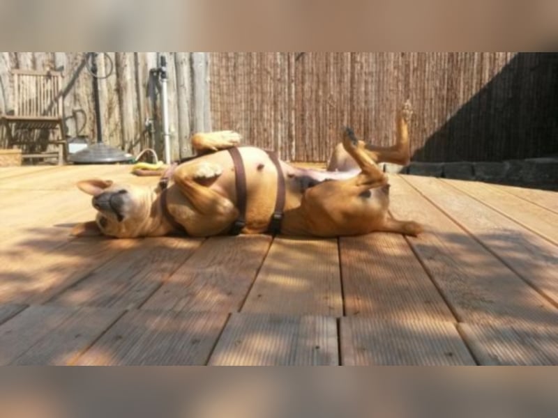 Perrita ist auf der Suche nach einer Familie! 