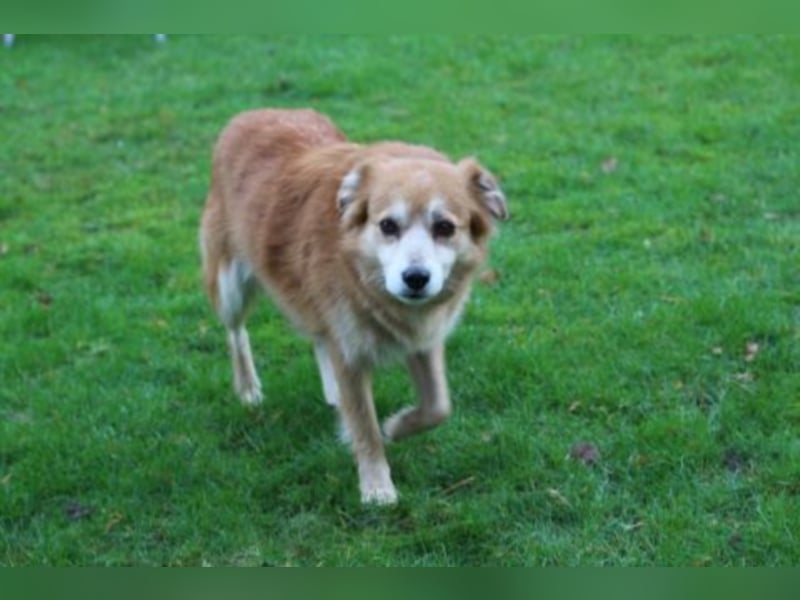 Helga sucht ein Zuhause 