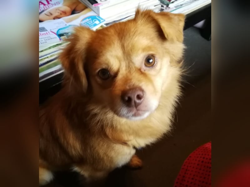 Hardy sucht ein neues Zuhause