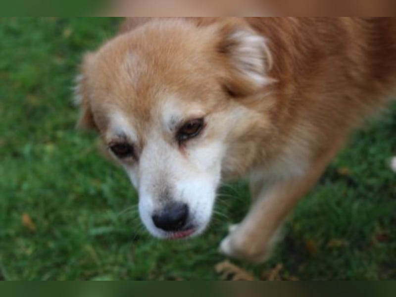 Helga sucht ein Zuhause 