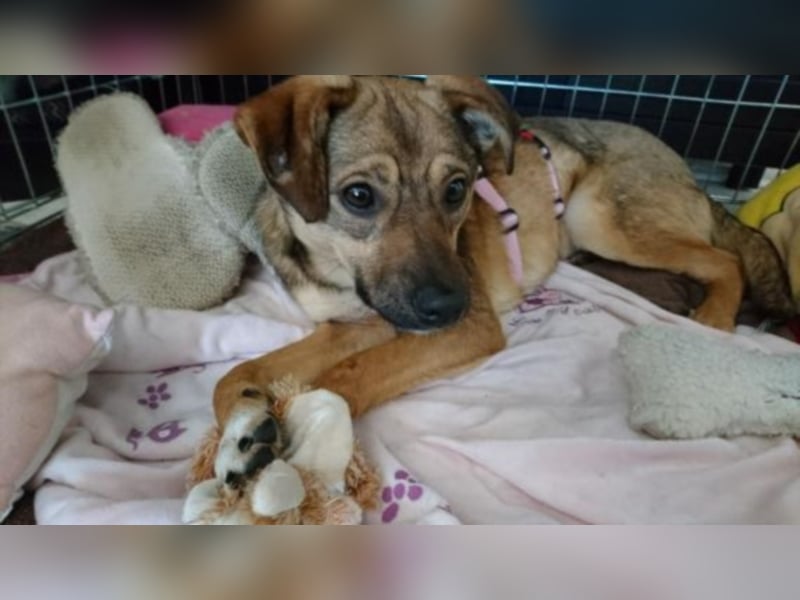 Gladys sucht eine Familie 