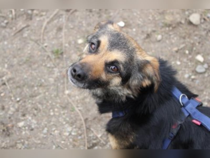 Ashilin sucht eine Familie