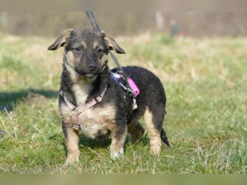 Bambi sucht ein neues Zuhause (reserviert)