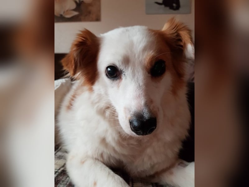 Lucky sucht ein neues Zuhause